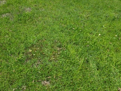 Fritillaria agrestis