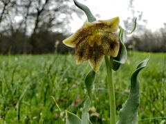 Fritillaria agrestis
