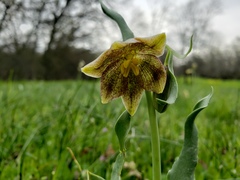 Fritillaria agrestis