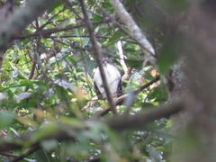 Accipiter melanoleucus