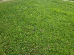 Fritillaria agrestis