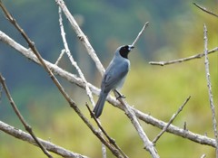 Schistochlamys melanopis