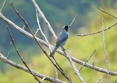 Schistochlamys melanopis