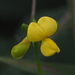 Wild Cowpea - Photo (c) 葉子, some rights reserved (CC BY-NC-ND), uploaded by 葉子