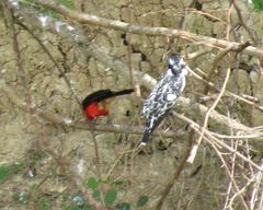 Laniarius erythrogaster