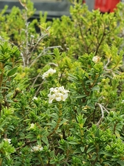 Pimelea eremitica