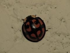 Aiolocaria hexaspilota