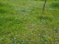 Nemophila menziesii