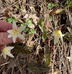 Erythronium citrinum