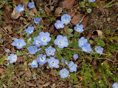 Nemophila menziesii