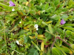 Boraginaceae