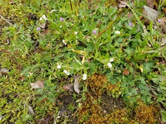 Boraginaceae