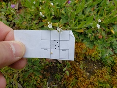 Boraginaceae