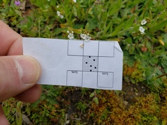 Boraginaceae
