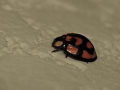 Aiolocaria hexaspilota