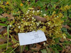 Claytonia