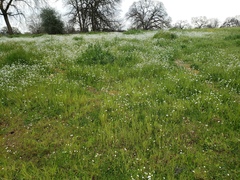 Plagiobothrys nothofulvus
