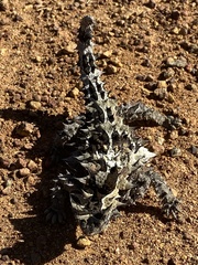 Moloch horridus