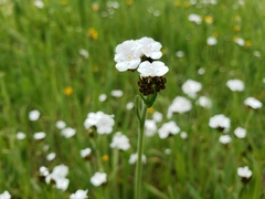 Plagiobothrys nothofulvus