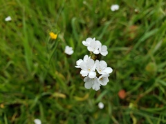 Plagiobothrys nothofulvus