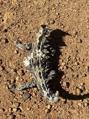 Moloch horridus