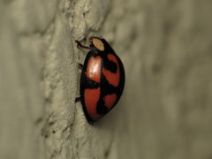 Aiolocaria hexaspilota