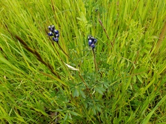 Lupinus bicolor