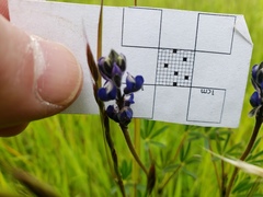 Lupinus bicolor