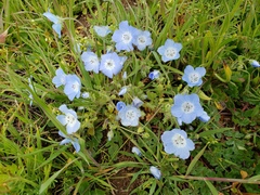 Nemophila menziesii