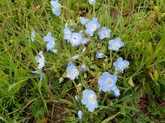 Nemophila menziesii