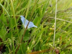 Nemophila menziesii