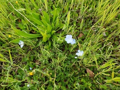 Nemophila menziesii