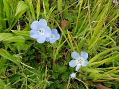 Nemophila menziesii