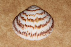 Glycymeris striatularis image