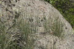 Ephedra equisetina