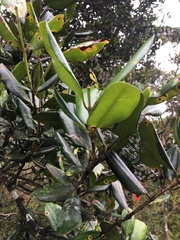 Syzygium sandwicense