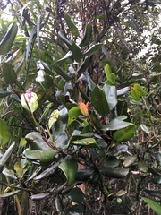 Syzygium sandwicense