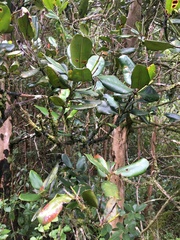 Syzygium sandwicense