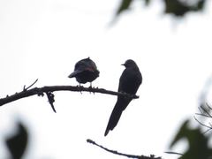 Onychognathus tenuirostris