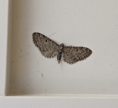 Eupithecia misturata