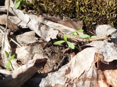 Floerkea proserpinacoides