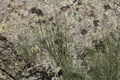 Ephedra equisetina