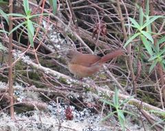 Bradypterus cinnamomeus