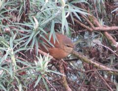 Bradypterus cinnamomeus