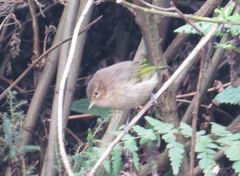Phylloscopus umbrovirens