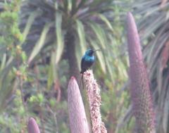 Nectarinia johnstoni