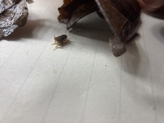 Myrmecophilidae