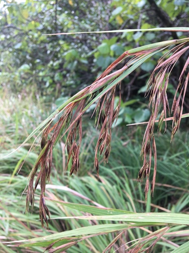 Themeda villosa