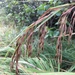 Silky Kangaroo Grass - Photo (c) thatplantguy, some rights reserved (CC BY-NC), uploaded by thatplantguy