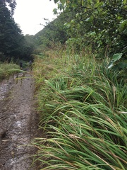 Themeda villosa